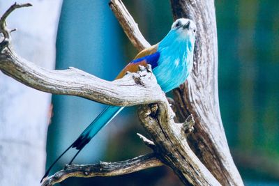 Close-up of bird perching on branch