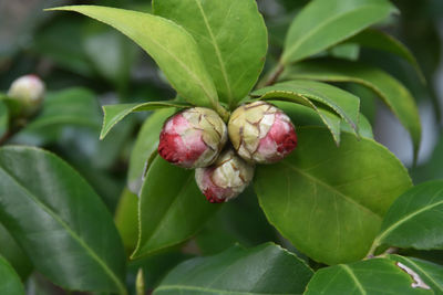 Close-up of red berries growing on plant