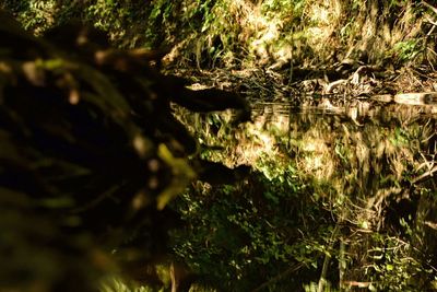 Close-up of reflection in lake