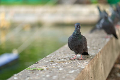 Pigeon perching on wood