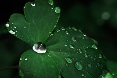 Close-up of water drops on leaves