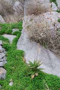 High angle view of plants growing on rock