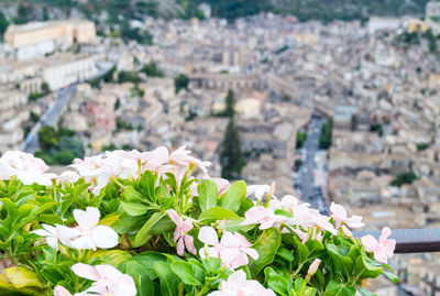 Close-up of flowering plants and buildings in city