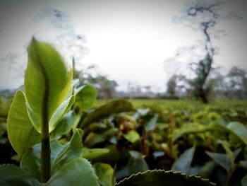 Close-up of fresh green leaves on field against sky