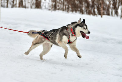 Running husky dog on sled dog racing. winter dog sport sled team competition. siberian husky dog