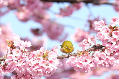 Close-up of pink cherry blossom flowers