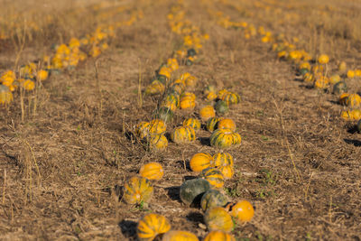 Yellow flowers on field