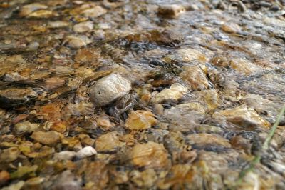 Close-up of turtle in water