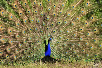 Peacock feathers