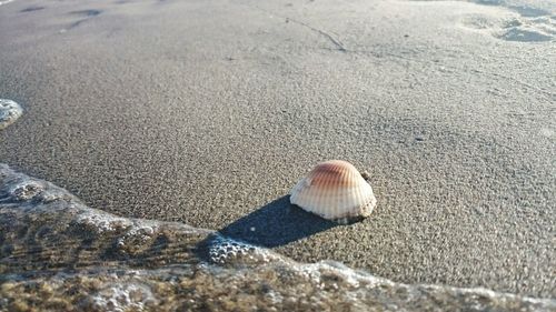 Close-up of seashell at shore