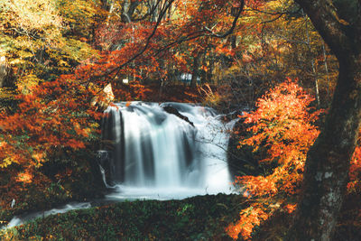 Scenic view of waterfall in forest during autumn