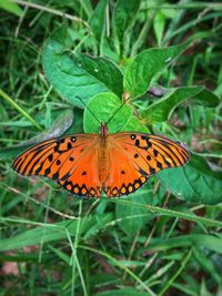 Close-up of butterfly perching on plant