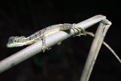 Close-up of lizard on black background