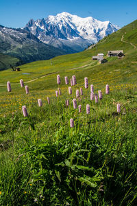 Scenic view of field and mountains against sky