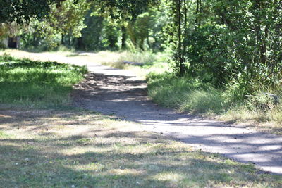 Dirt road passing through forest