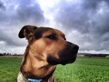 Dog on grassy field against cloudy sky