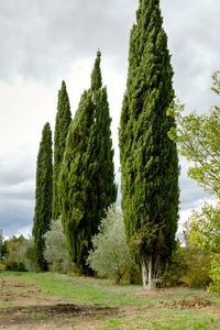 Panoramic shot of trees on field against sky