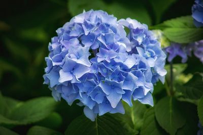 Close-up of purple hydrangea plant