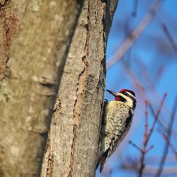 Close-up of bird perching on tree trunk