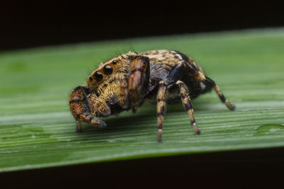 Close-up of spider