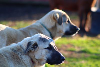 Close-up of two dogs