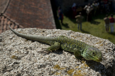 Close-up of lizard