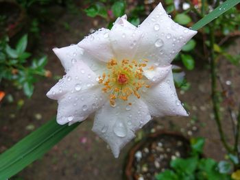 Close-up of wet flower blooming outdoors