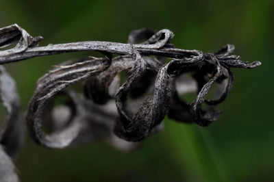 Close-up of barbed wire on plant