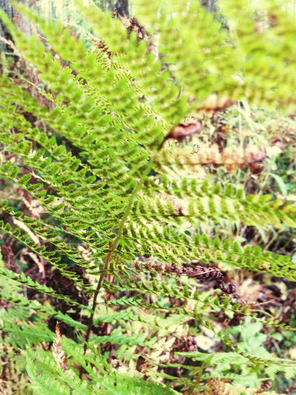 CLOSE-UP OF GREEN LEAVES