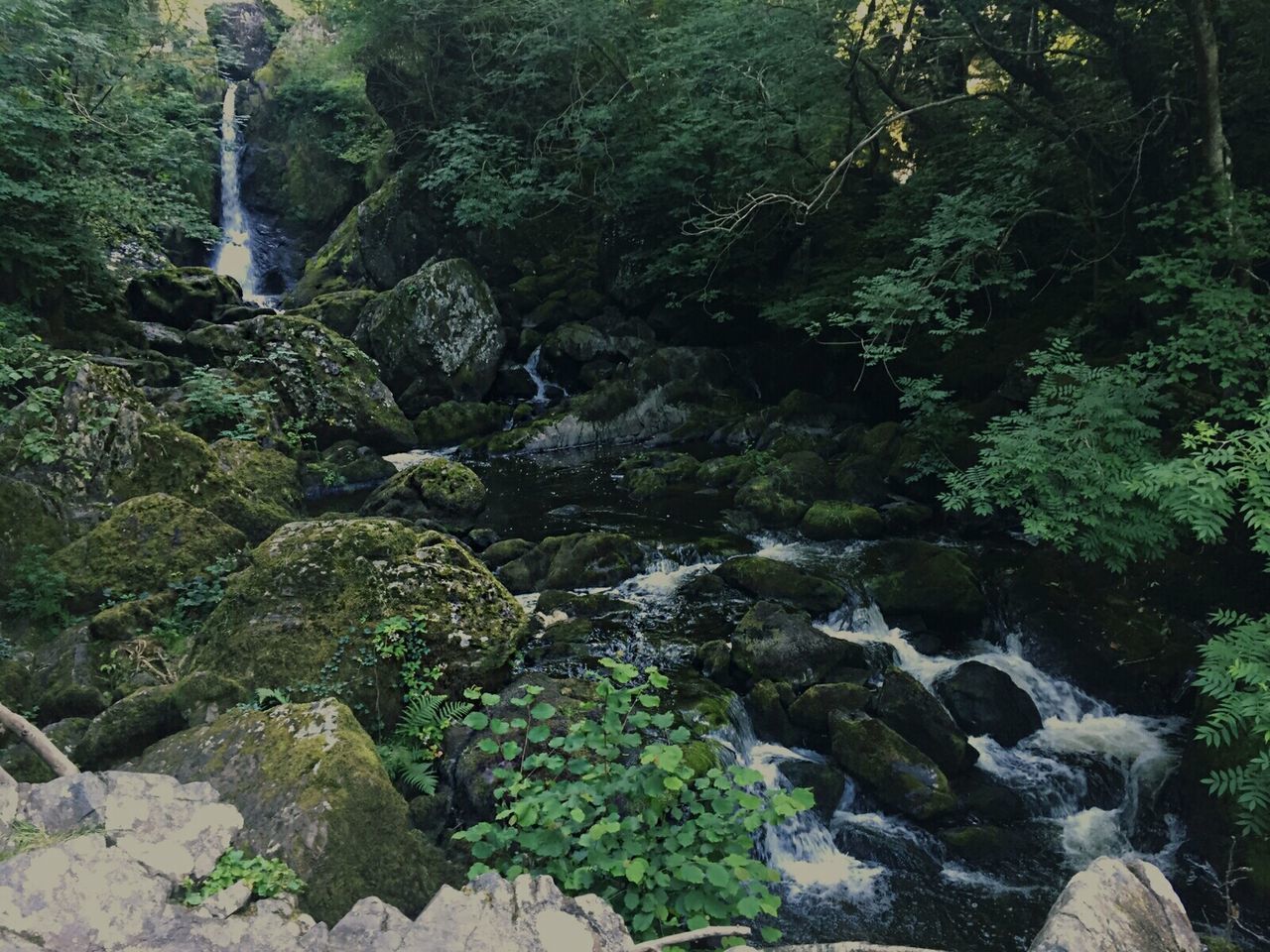 The Devils Glen, Wicklow, Ireland