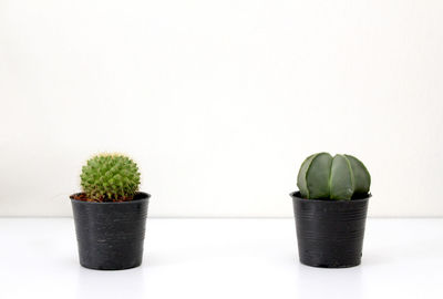 Potted plant against white background