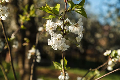 Cherry blossoming tree with a white inflorescence. close-up