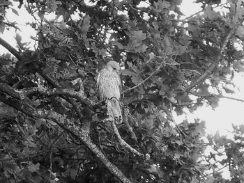 Low angle view of bird perching on tree