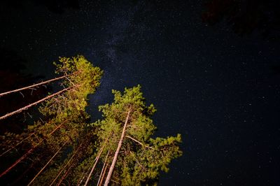 Low angle view of trees against sky at night