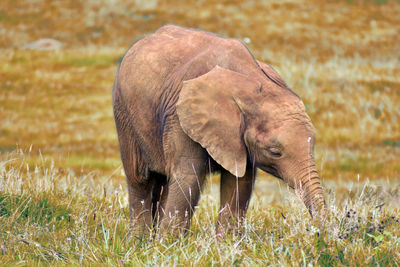 Elephant in a field