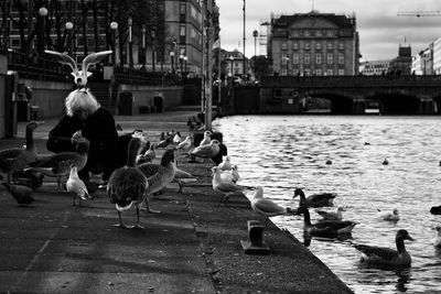 Flock of seagulls by river in city
