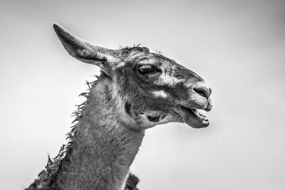 Close-up portrait of giraffe against clear sky