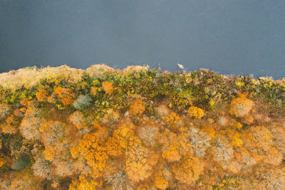 Autumn fall top view from drone of lake and colorful forest with trees.