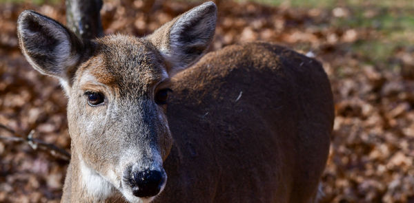 Portrait of deer