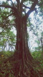 Low angle view of trees in forest