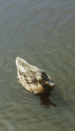 High angle view of ducks in water