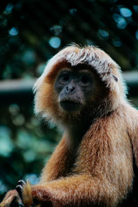 Close-up of gorilla sitting looking away