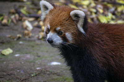 Close-up of an animal looking away