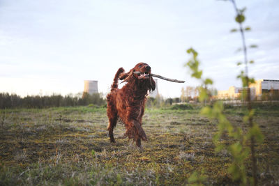 Dog running on field