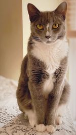 Portrait of cat sitting on floor