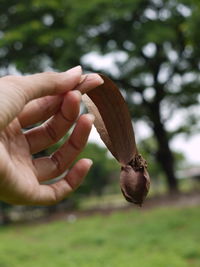 Close-up of hand holding fruit on tree