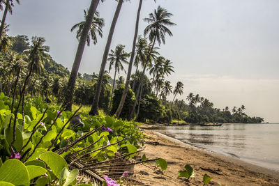 Scenic view of palm trees on beach against sky