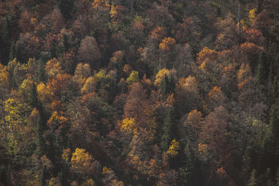 High angle view of trees in forest during autumn