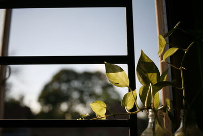 Close-up of yellow flowering plant at home