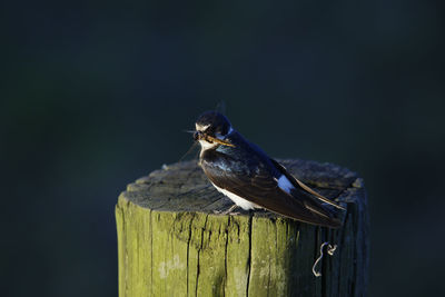 Close-up of bird perching on wooden post